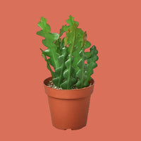 Potted Rice Rac cactus plant on a solid background from House of Agave.