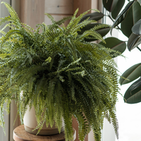 Boston Fern
