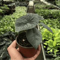 Person holding a potted Alocasia Melo houseplant in a greenhouse from House of Agave.