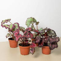 Four potted Rex Begonia plants with variegated leaves on a beige surface and white background