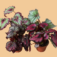 FOUR potted REX Begonia plants with variegated leaves on a PLAIN background.