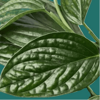 Close-up of green Monstera Peru trailing leaves with a green background from House of Agave.