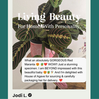 A promotional graphic featuring a close-up of a green and red patterned houseplant in a pink pot, with large overlaid text reading 'Living Beauty For Homes With Personality.' and a customer review box below.