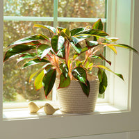 Potted Red Siam Aglaonema plant on a windowsill with decorative birds