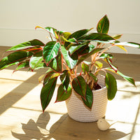 Potted Red Siam Aglaonema plant on a wooden floor with sunlight casting shadows by House of Agave.