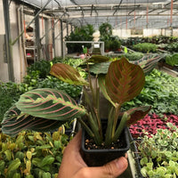 Hand holding a potted Red Prayer plant in a greenhouse setting.