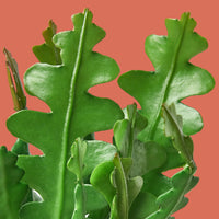 Close-up of green Ric Rac Cactus leaves against a light background from House of Agave.