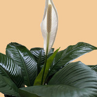 Green leafy plant with a white spathiphyllum Peace Lily flower on a light background.