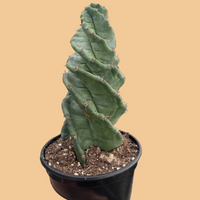 Potted Spiralis cactus plant against a peach background from House of Agave.