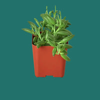 Small potted string of bananas plant in a red pot from House of Agave.