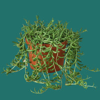 Potted plant with trailing green leaves on a white background