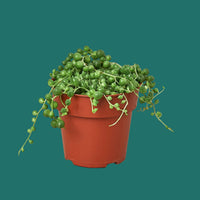 Potted String of Pearls succulent plant with hanging green leaves on a peach background from House of Agave.
