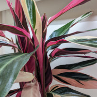 Tricolor houseplant with green, red, and pink leaves indoors from House of Agave