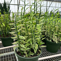 Roys of potted green and cream succulent Euphoriba Devil's Backbone plants in green planters.