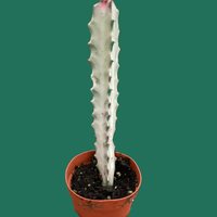 Small Euphorbia Dragon Bones cactus plant in a terracotta pot held on a green background.