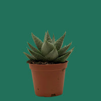 Small potted succulent HAWORTHIA SAVANNA plant on a plain background