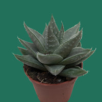 Potted Haworthisa Savanna succulent plant on a white background