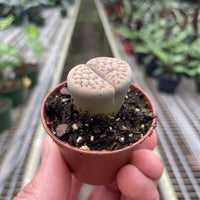 Small Living Stone succulent in a pot held by a hand with a greenhouse in the background from House of Agave.