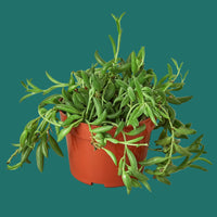 Potted string of bananas plant with green leaves from House of Agave.