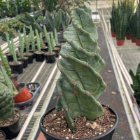 Person holding a potted Spiral Cactus in a greenhouse with other plants in the background at House of Agave.