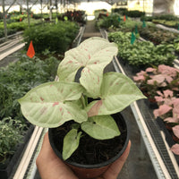 Hand holding a Syngonium Milk Confetti potted plant in a greenhouse setting.