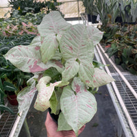 Hand holding a Syngonium Milk Confetti potted plant with variegated leaves in a greenhouse setting.