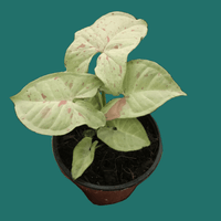 A potted Sungonium Milk Confetti plant with green leaves on a green background.