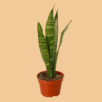 Potted snake plant with green and brown striped leaves on a peach background.