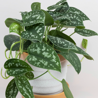 Scindapsus pictus argyraeus, Satin Pothos
