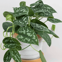 Scindapsus pictus argyraeus, Satin Pothos