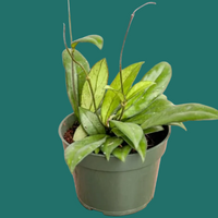 Potted Hoya crassipetiolata plant on a green background from House of Agave.