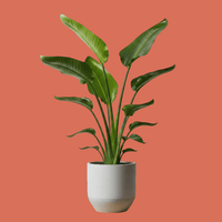 Strelitzia nicolai, White Bird of Paradise