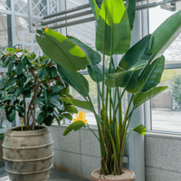 Strelitzia nicolai, White Bird of Paradise