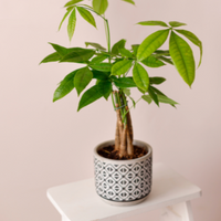 Pachira aquatica, Braided Money Tree