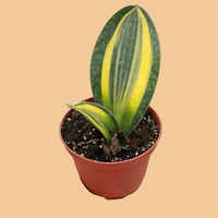 Potted Shark Fin Snake plant with green and yellow leaves held in a hand against a plain background.