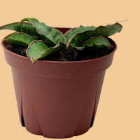Potted Silver Blue Snake plant with green leaves in a brown pot on a plain background.