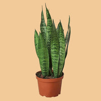 Potted snake plant on a peach background from House of Agave.