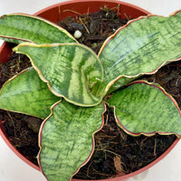 Potted Snake Plant Silver Blue with green leaves on a white background.