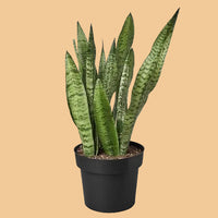 Potted snake plant on a peach background.