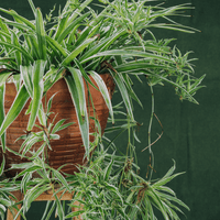 Spider Plant Bonnie