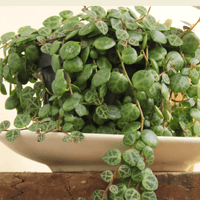 A close-up of a trailing green Peperomia houseplant with round, patterned leaves in a white ceramic pot, resting on a rustic wooden surface.