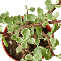 Close-up of a Rainbow Elephant Bush potted succulent plant with green leaves on a white background from House of Agave.