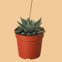 Potted Haworthia Miami succulent plant with a peach background by House of Agave.