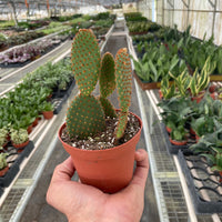 Person holding a potted Bunny-ear cactus in a greenhouse filled with various plants.