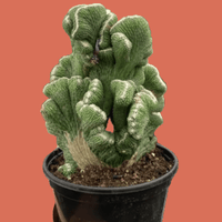 Potted Rhipsalis Coral Cactus held by a hand on a plain background.