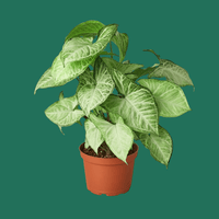 Syngonium White Butterfly