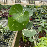 Person holding a potted Thai Constellation Monstera houseplant in a greenhouse setting.