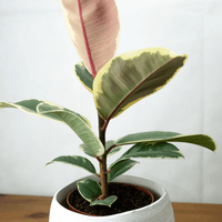 Ficus Tineke