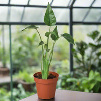 Potted Alocasia Tiny Dancer houseplant with green leaves and a greenhouse in the background