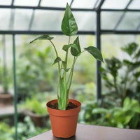 Potted Alocasia Tiny Dancer houseplant with green leaves and a greenhouse in the background